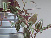 Plante apprivoisée
