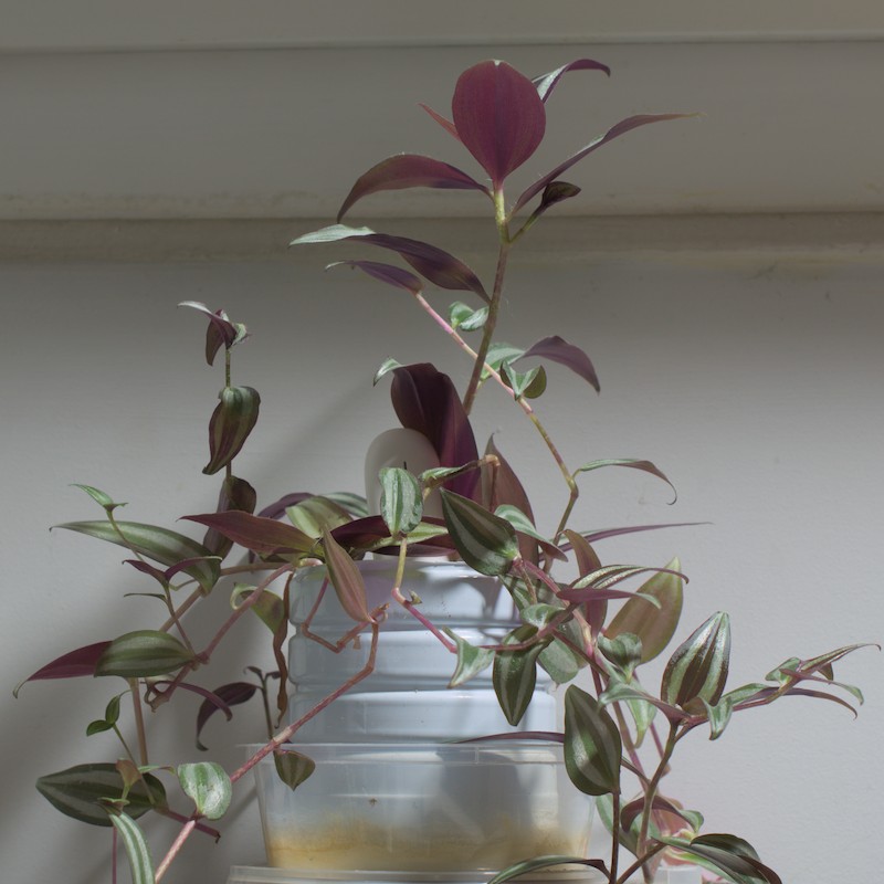 Plante apprivoisée