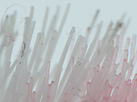 Brosse à dents