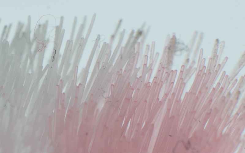 Brosse à dents