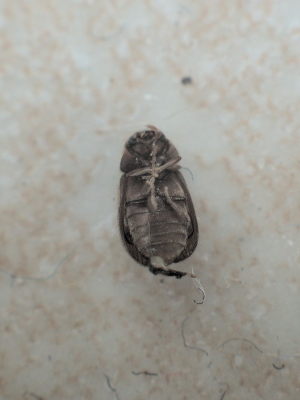 Bug