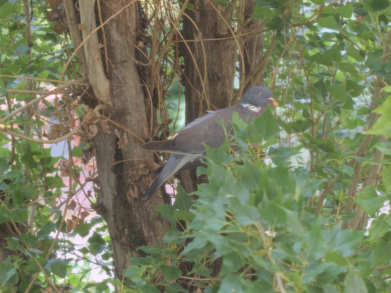 Nature urbaine